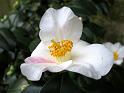 2014-03-08,_Kamelie (6)